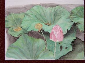 Lotus, aquarelle, commande